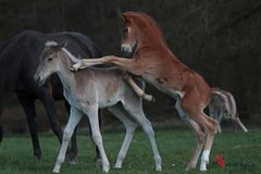 Rocky Mountain Horse Fohlen