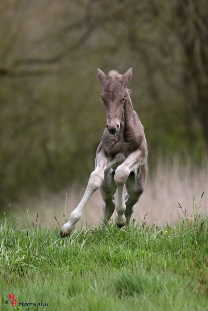 Rocky Mountain Horse Fohlen