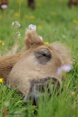 Rocky Mountain Horse Fohlen 