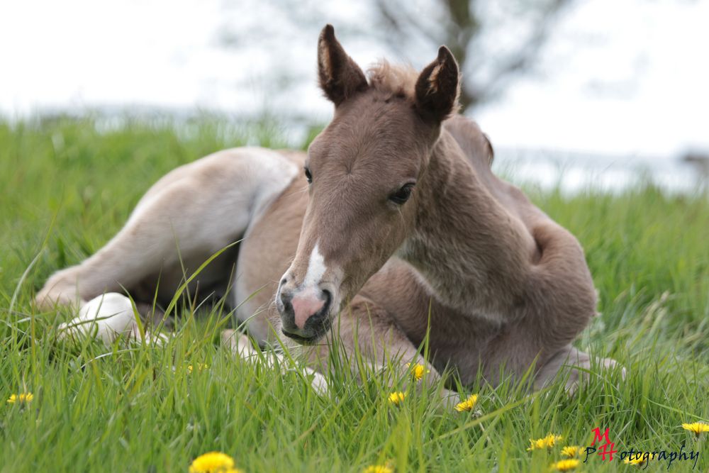 Rocky Mountain Horse Fohlen