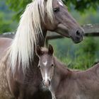 Rocky Mountain Horse mit Fohlen