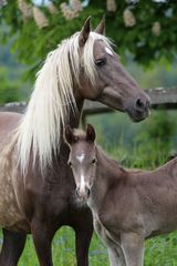 Rocky Mountain Horse mit Fohlen