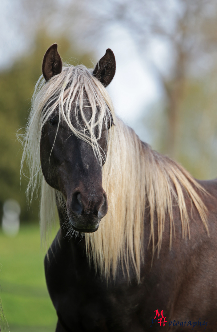 Rocky Mountain Horse Stallion Foto & Bild pferde, natur, haustiere