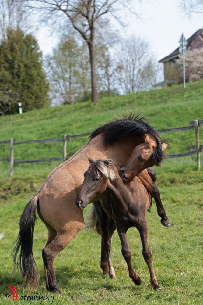 Rocky Mountain Horse Stallions playing