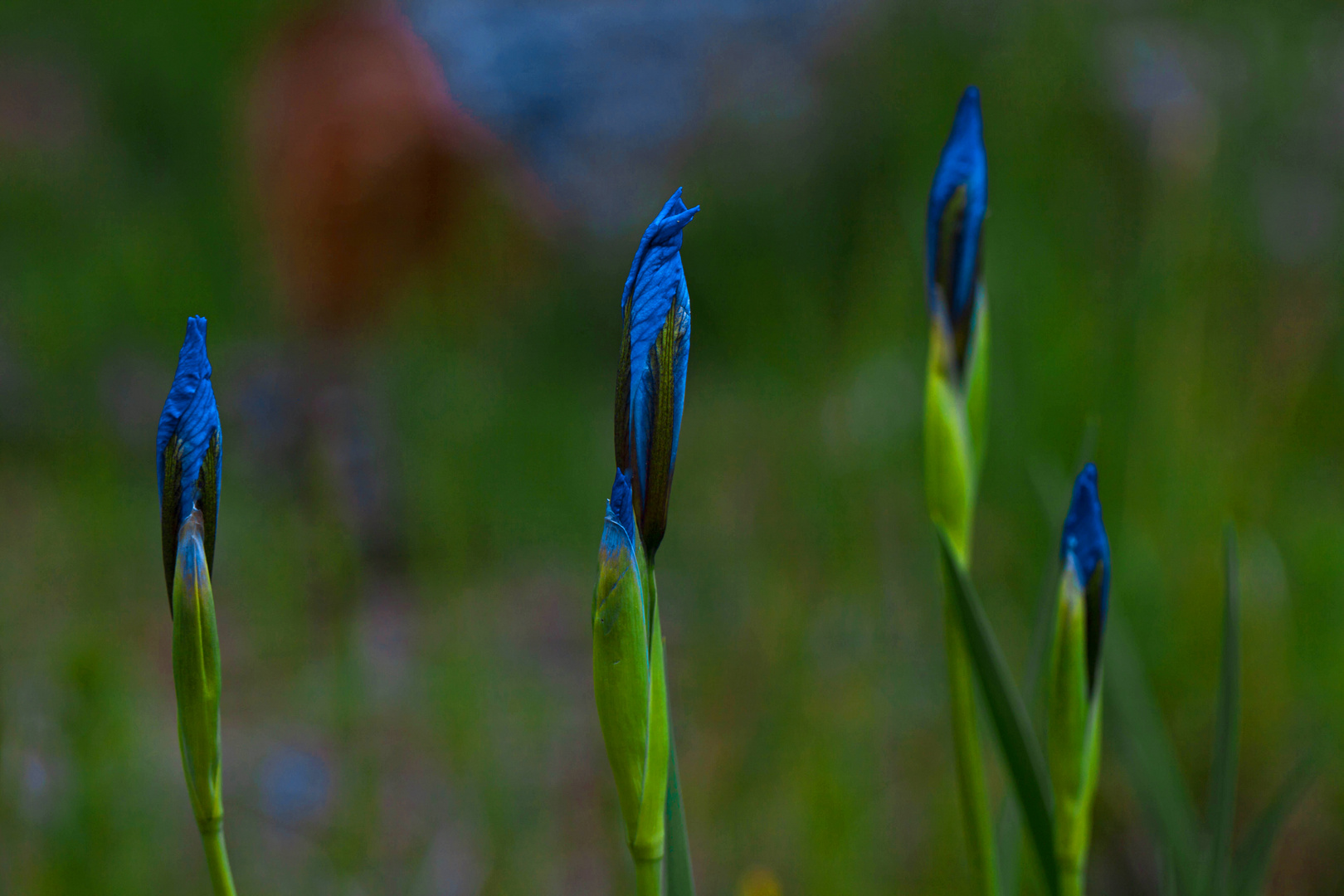 Rocky Mountain Iris Buds