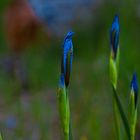 Rocky Mountain Iris Buds