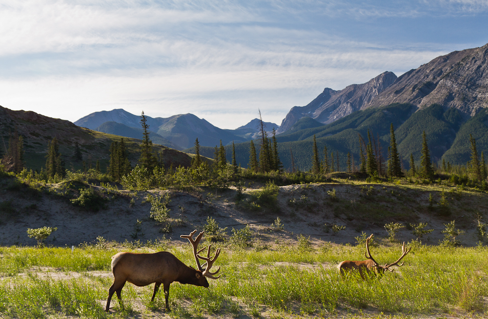 Rocky Mountain Morning