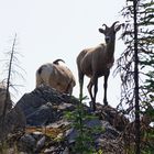 Rocky Mountain Sheep 4