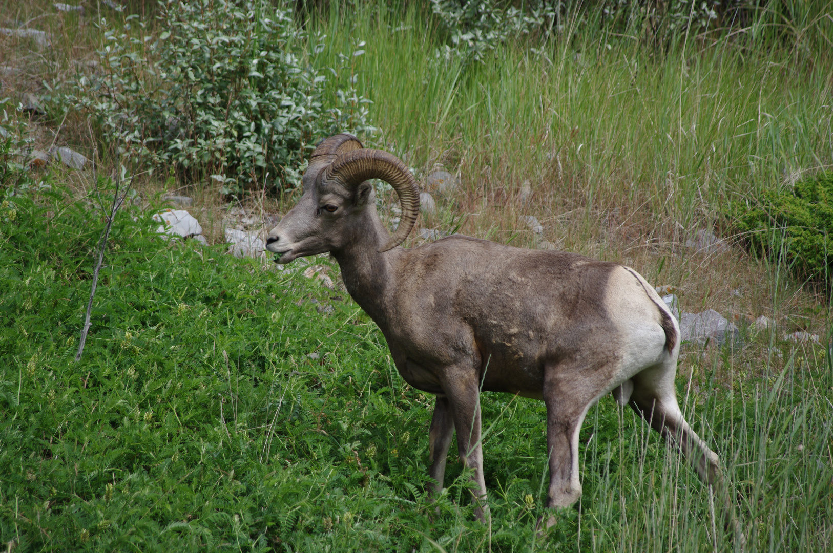 Rocky Mountain sheep