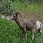 Rocky Mountain sheep