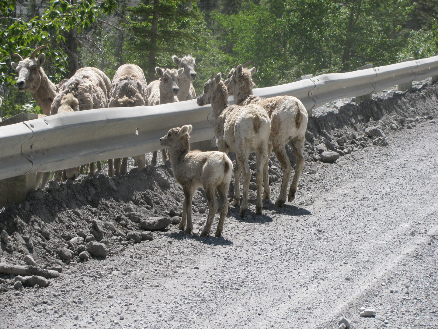 Rocky Mountain Sheep's