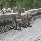 Rocky Mountain Sheep's