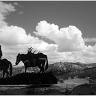 Rocky Mountain Silhouette