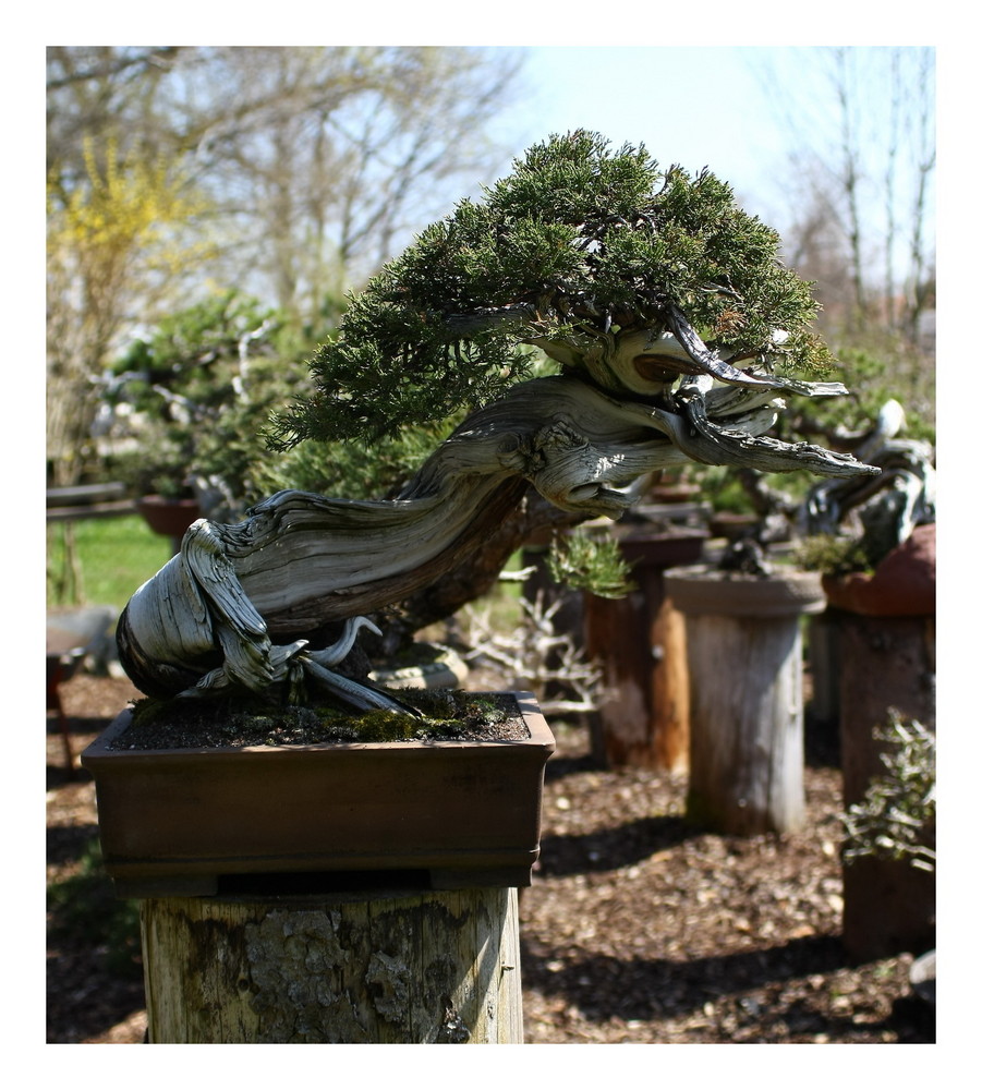 Rocky Mountain Wacholder Foto & Bild pflanzen, pilze & flechten