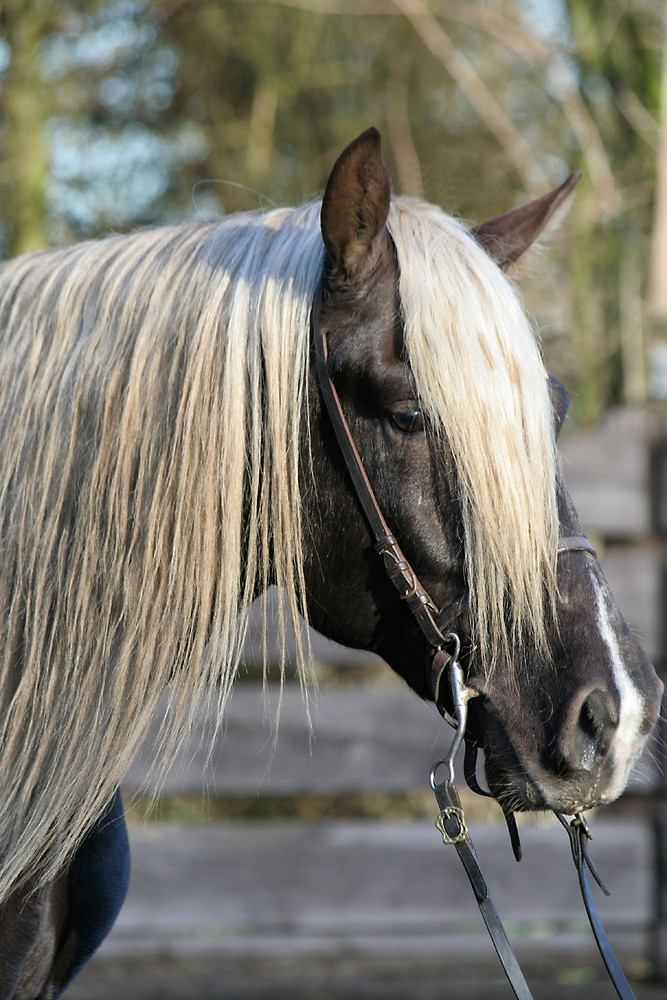 Rocky Mountainhorse Hengst