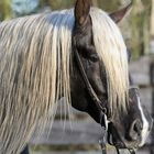 Rocky Mountainhorse Hengst