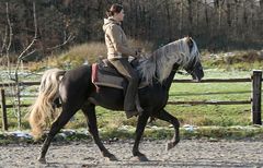 Rocky Mountainhorse Hengst " Rick"