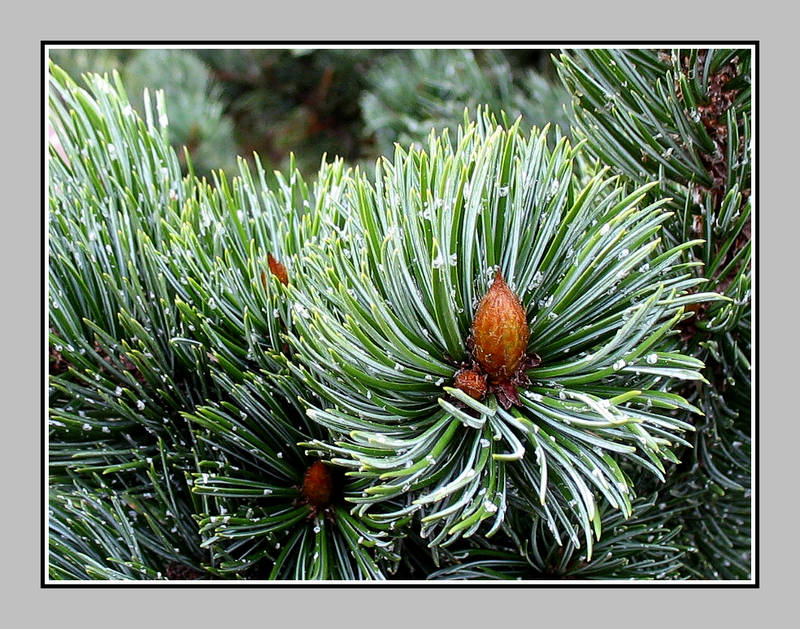 Rocky Mountains Bristlecone Pine (Pinus aristata)