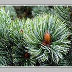 Rocky Mountains Bristlecone Pine (Pinus aristata)