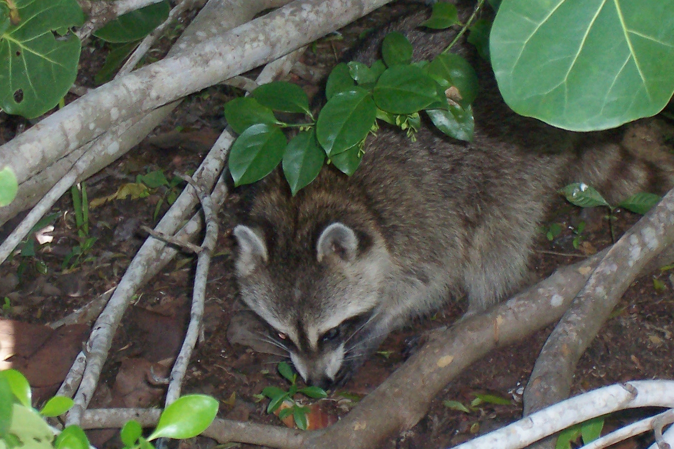 Rocky Racoon