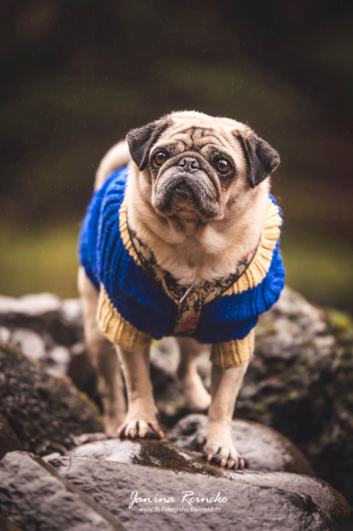 Rocky & sein Pulli ;)