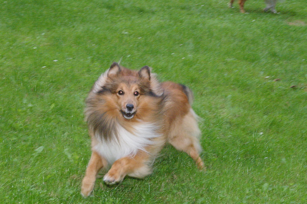 Rocky (sheltie)