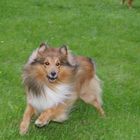 Rocky (sheltie)