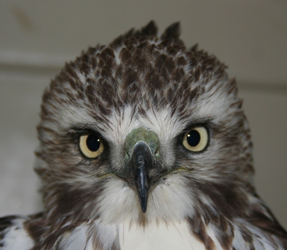 Rocky the Red-tailed hawk