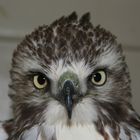 Rocky the Red-tailed hawk