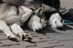 Rocky und Judy