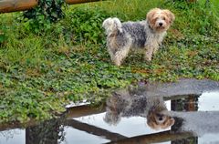 Rocky - und sein Double