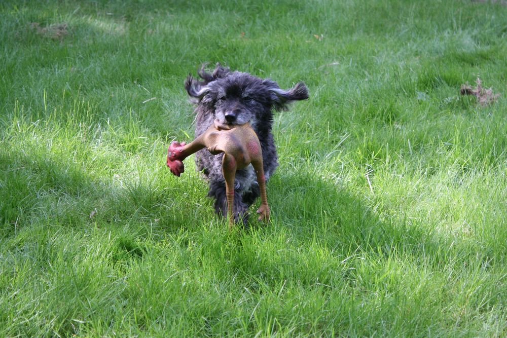 Rocky und sein Spielzeug.