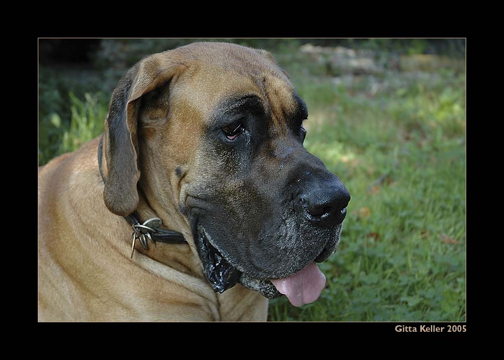 Rocky, unser Nachbarshund