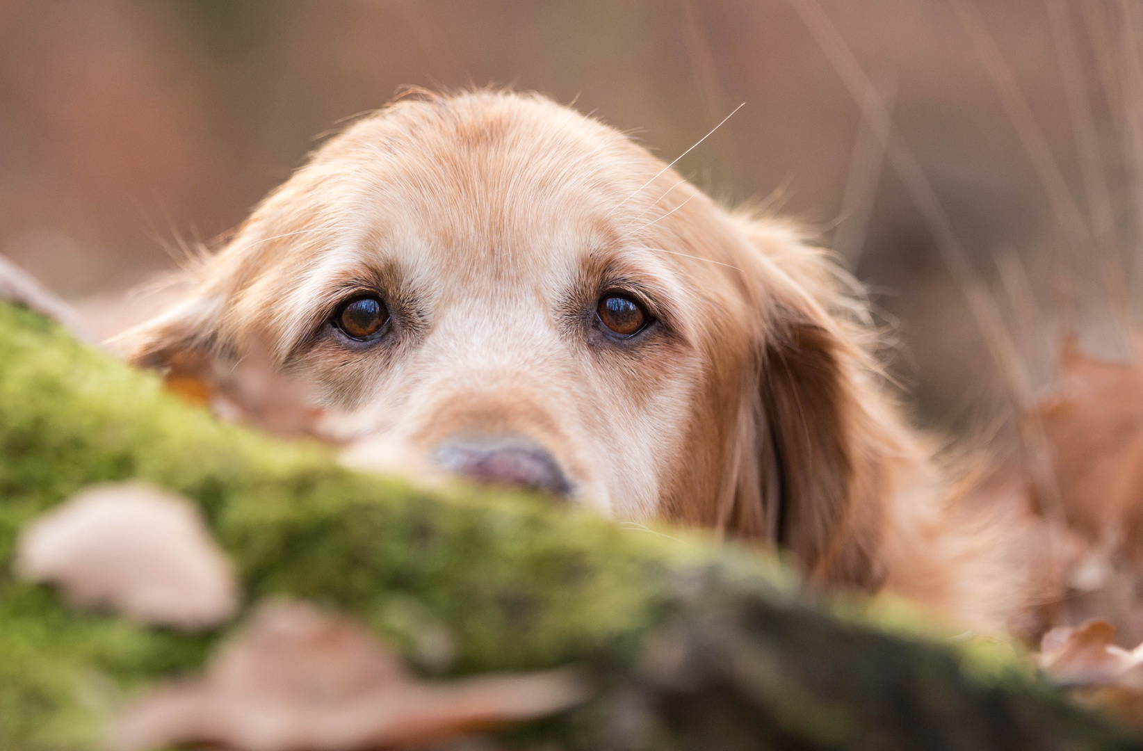 Rocky versteckt, oder auch nicht.