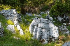 Rocky vom Berg 1