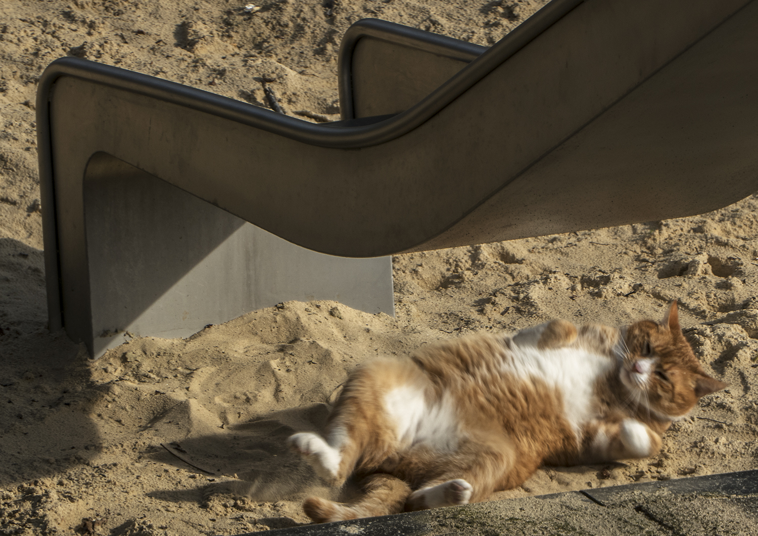 Rocky wälzt sich in der Sandkiste