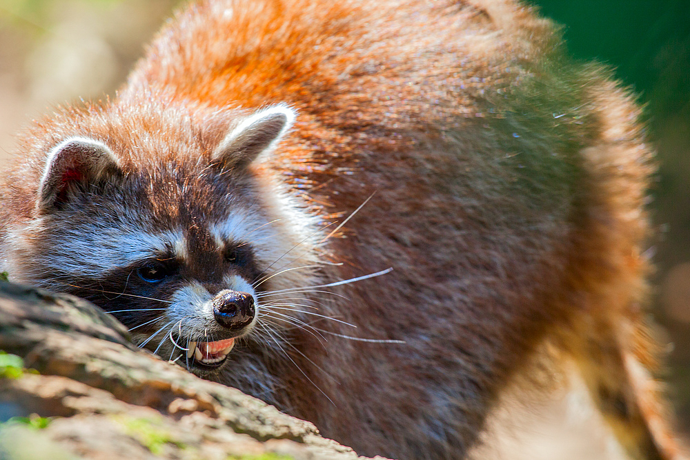 Rocky Waschbär