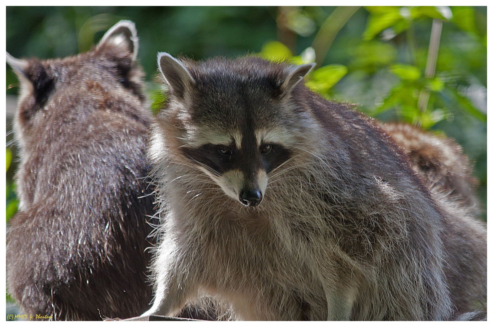 Rocky Waschbär