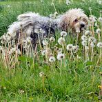 Rocky - " Who let the dog out? "