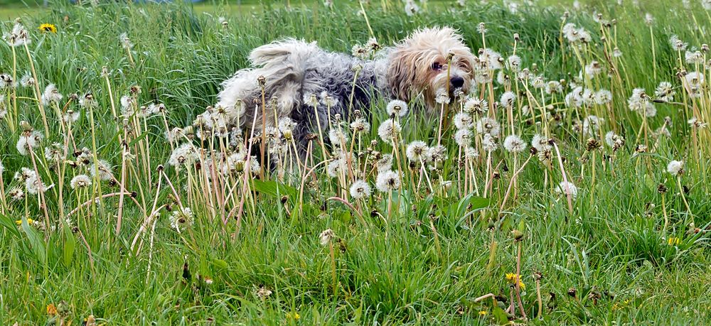 Rocky - " Who let the dog out? "