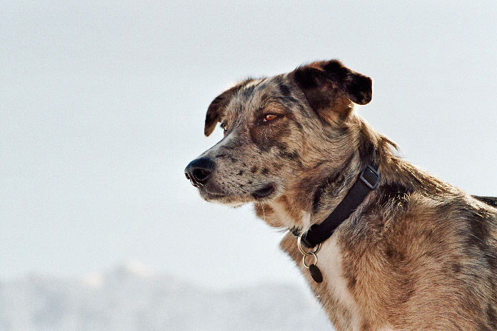 Rocky`s Blick über den Simplon Pass:-)