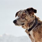 Rocky`s Blick über den Simplon Pass:-)