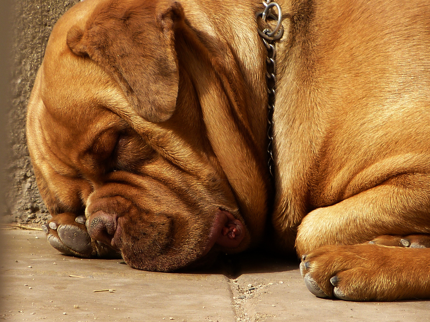 Roco y su siesta