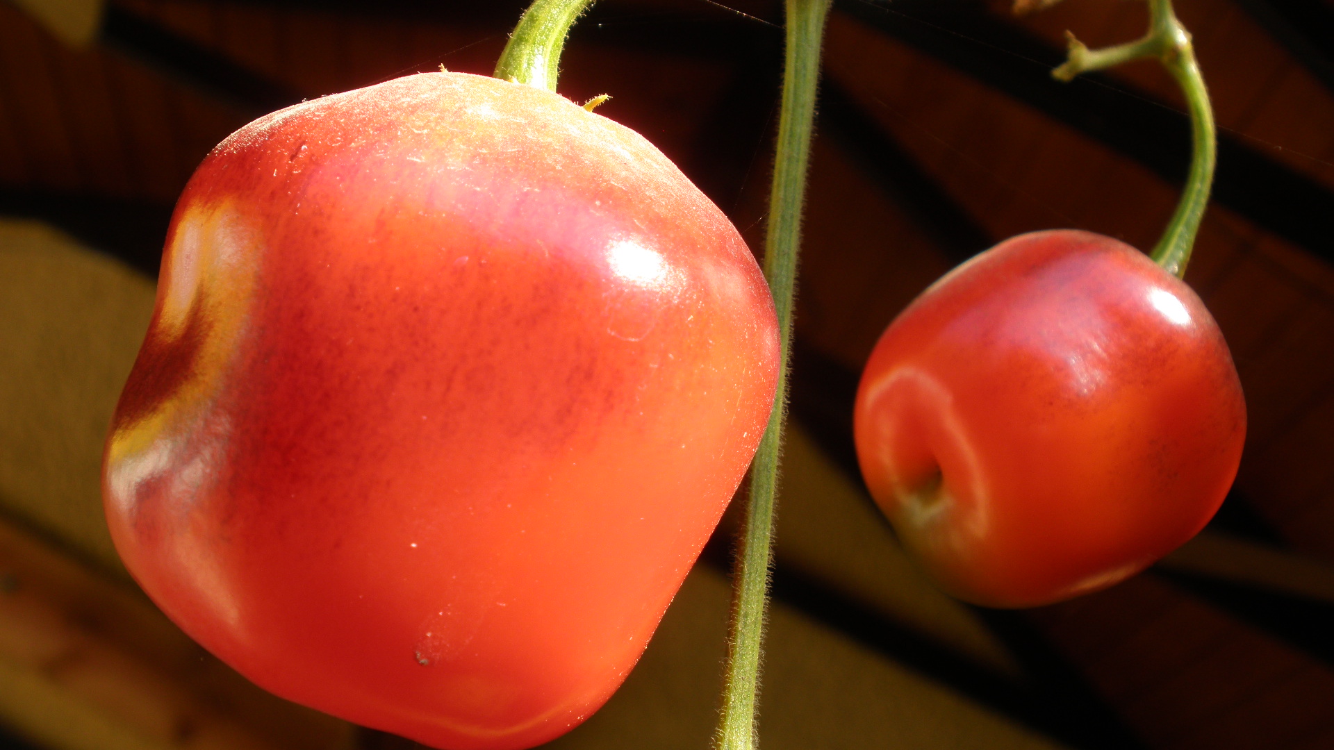 ROCOTO AJI PERUANO