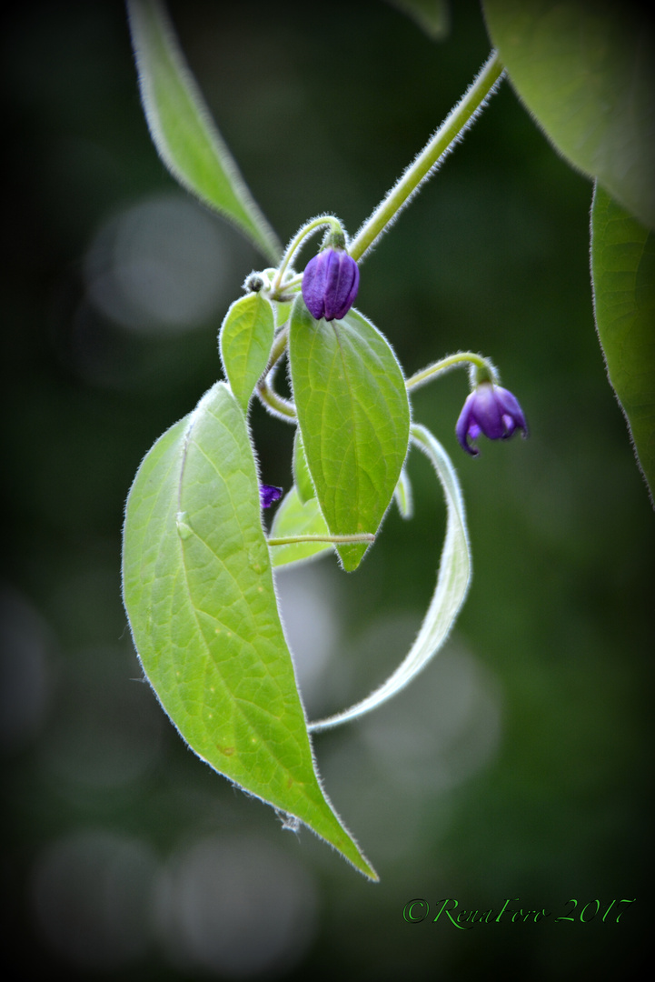 Rocoto Elfentanz