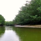 Rodales de manglar