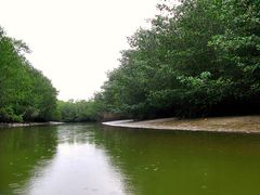 Rodales de manglar