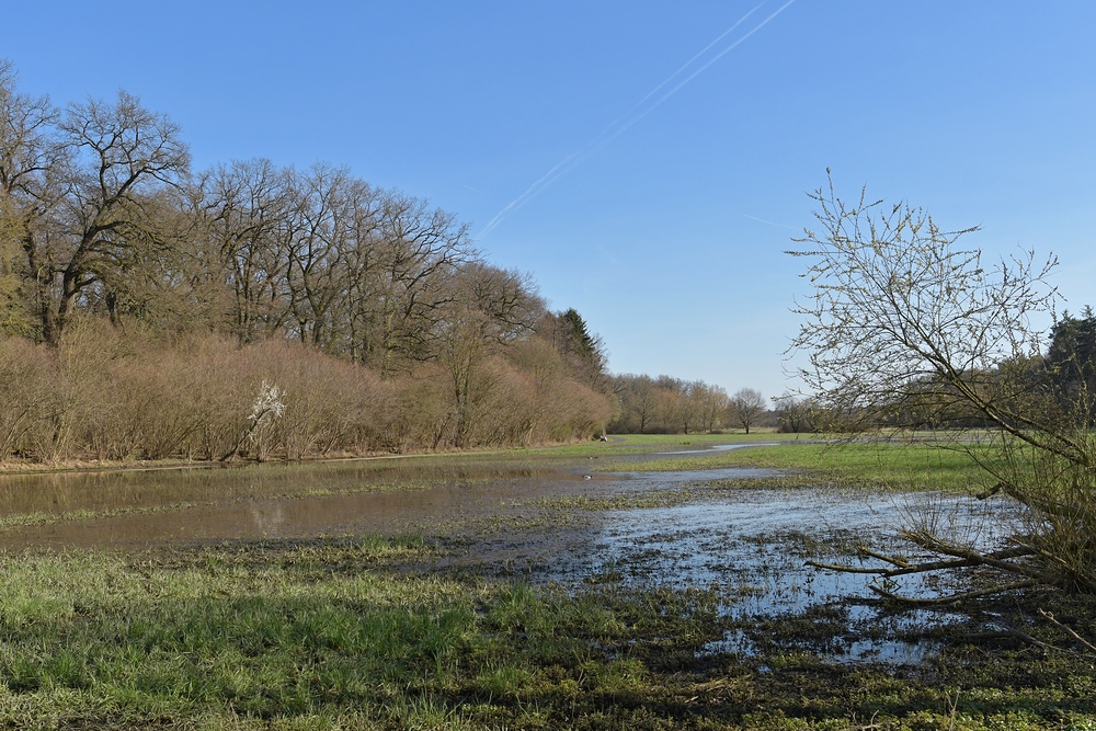 Rodau: Wiesenflutung im Frühling 02