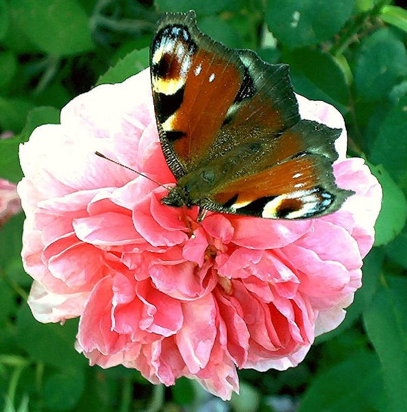 rode mit schmetterling