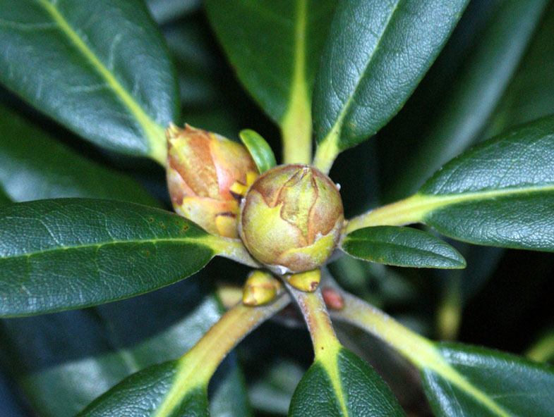 Rodedendrum bush